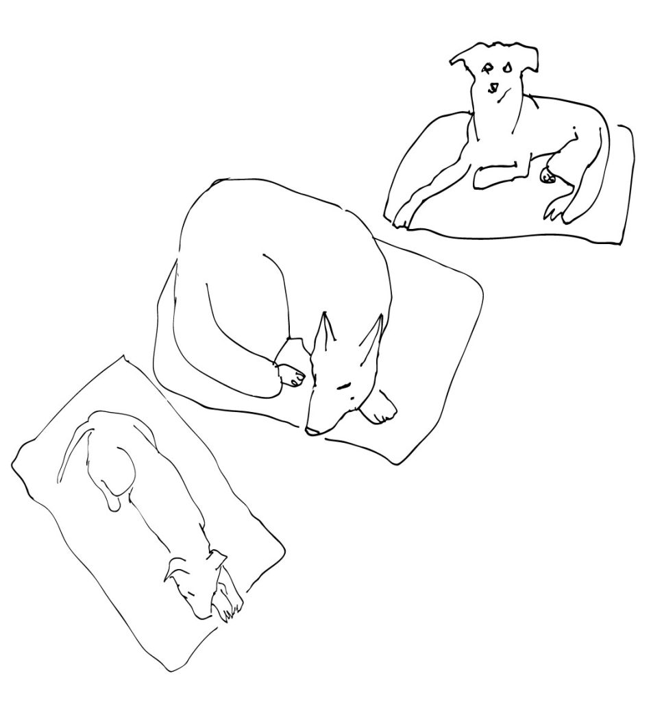Ilustración de perros, dibujar animales, Chloé Bordils